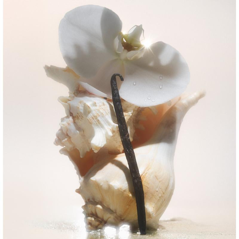 Saltair Salt Water Vanilla Body Oil - Nourishing Oil for Glowing Skin - Vanilla, Creamy Sandalwood & Sea Salt - 4 Fl Oz
